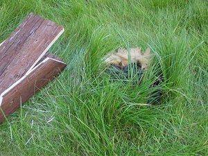 Sweinis im Auslauf 002.jpg