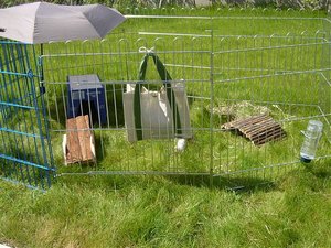 Sweinis im Auslauf 004.jpg