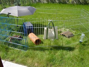 Sweinis im Auslauf.jpg