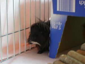 Sweinis im Auslauf 018.jpg