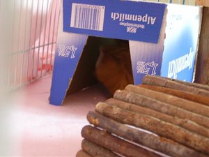 Sweinis im Auslauf 017.jpg