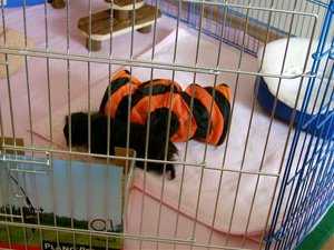 Sweinis im Auslauf 014.jpg