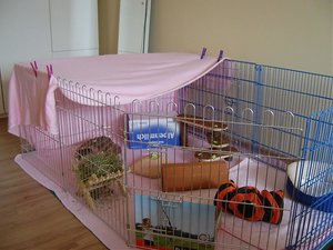 Sweinis im Auslauf 015.jpg