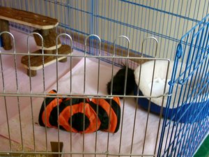 Sweinis im Auslauf 013.jpg