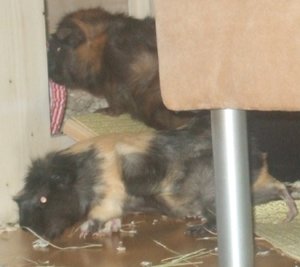 Meeri Bilder neu (8).jpg