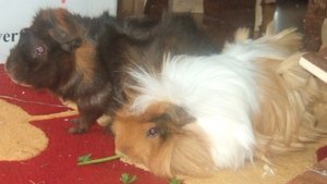 Meeri Bilder neu (3).jpg