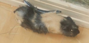 Meeri Bilder 016.jpg