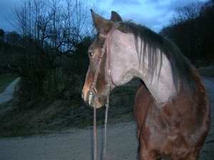 Manuel rasiert der Kahle 600x800.JPG