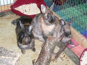 Schmusen Chocolate Caramel Ramses.JPG