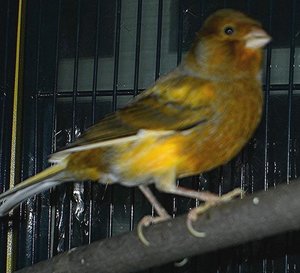 Kopie von CIMG2166.JPG