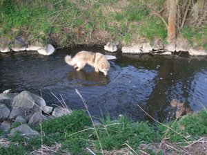 Rocky in schÃ¶ner Umgebung.JPG