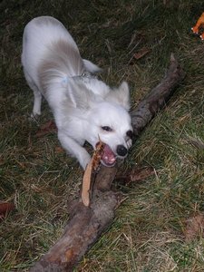 fame stock tierforum.jpg