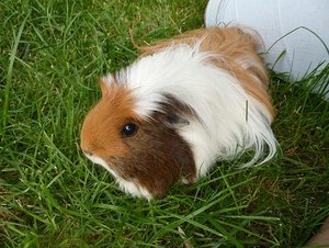 anderes schweinchen.JPG