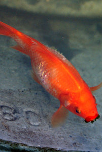 goldfisch_krank.jpg