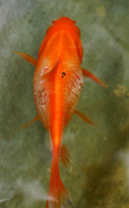 goldfisch_krank2.jpg