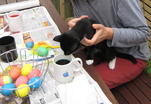 Blackie fÃ¤rbt die Ostereier.jpg