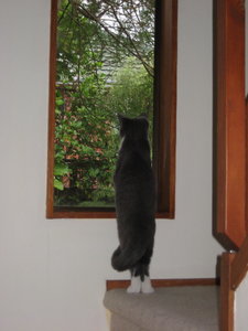 Findus wartet auf den Sommer.jpg