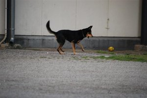 am schwanel 036 (Small).jpg