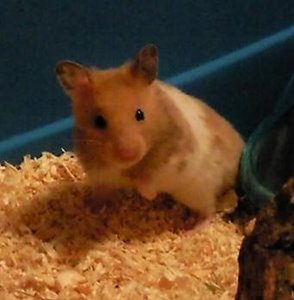 Foto0076bD - Kopie.jpg