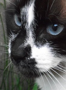 Cleo ganz nah.jpg Cleo ganz nah.jpg