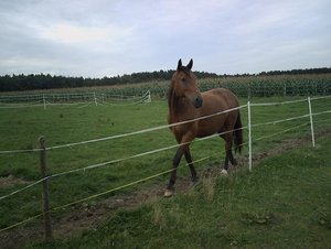 Stall und Weide 030.jpg