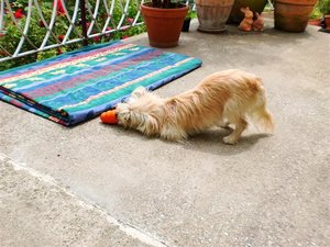 CIMG0377 (Small).JPG