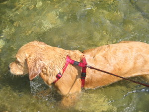 Randy bei der alten Donau im Wasser 29.5.2010 001.JPG