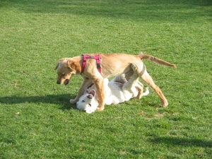 Randy 3.4.2010 und Luna 012.JPG