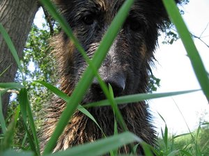 k-eintagamneckar 010.jpg