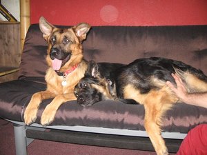 k-jimmy rosi 025.jpg