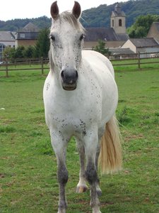 9.8.2008,Sommerferien 044.JPG