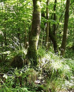 MeiÃŸner 0806_ (1).JPG