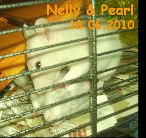Nelly & Pearl 18.06.2010.jpg