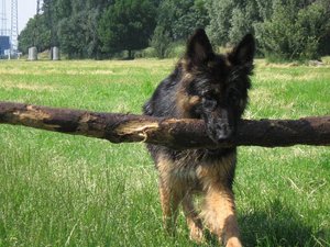 k-eintagamneckar 067.jpg