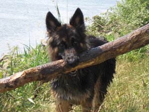 k-eintagamneckar 072.jpg