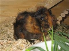 IMG_4420 (WinCE).jpg