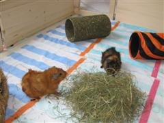 IMG_4462 (WinCE).jpg