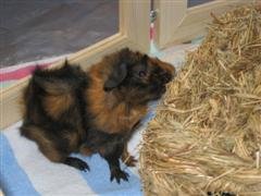 IMG_4470 (WinCE).jpg