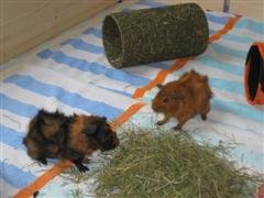 IMG_4475 (WinCE).jpg