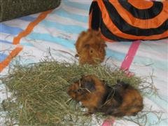 IMG_4491 (WinCE).jpg