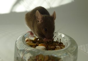 MÃ¤usekennenlernen 08.07.2010 033.JPG