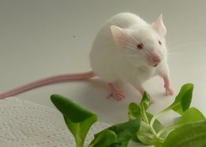 MÃ¤usekennenlernen 08.07.2010 031.JPG