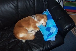 Daisy auf ihrem Sofa.JPG