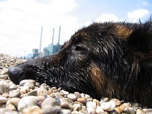 k-Rheinaltrip11 Juli 2010 010.jpg