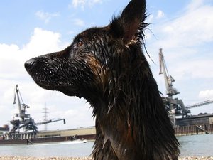 k-Rheinaltrip11 Juli 2010 008.jpg