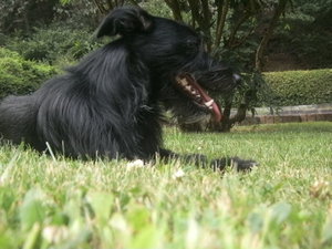 Lucky.Wiese2.JPG Lucky.Wiese2.JPG