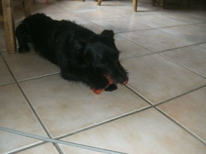 Lucky.Spielzeug.JPG Lucky.Spielzeug.JPG