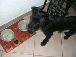 Lucky.Fressnapf.JPG Lucky.Fressnapf.JPG