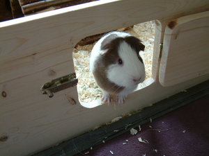 Lucy, Mary & Felix 003.jpg