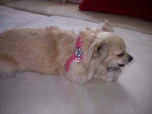 100_4427.jpg 100_4427.jpg